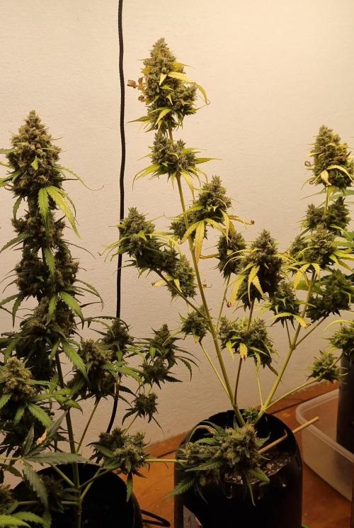 12h from seed AkAuto!. Week 10 - 31/10 - 69d