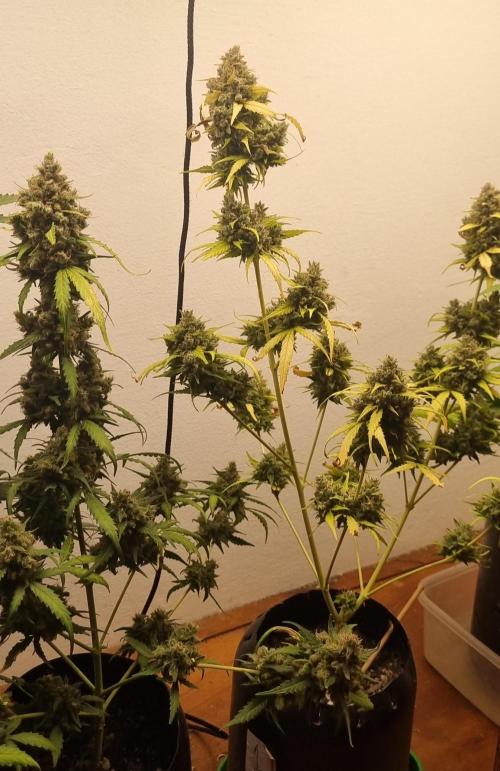 12h from seed AkAuto!. Week 10 - 01/10 - 70d