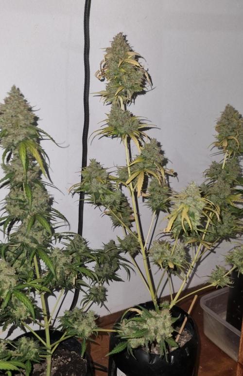 12h from seed AkAuto!. Week 10 - no light