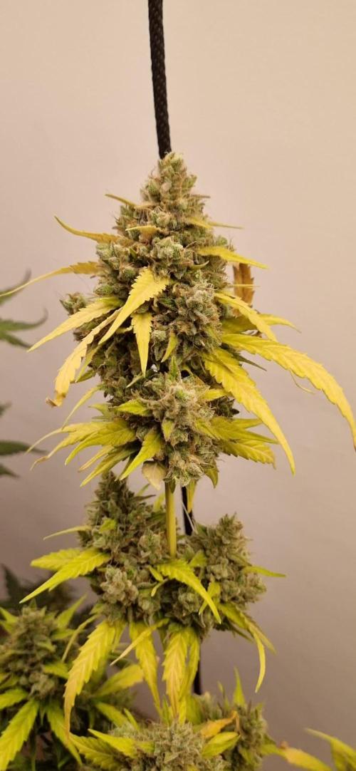 12h from seed AkAuto!