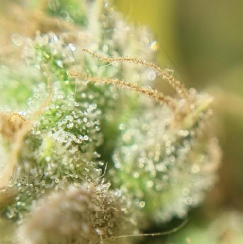 12h from seed AkAuto!. Week 10 - trichomes