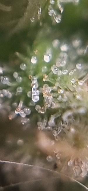 12h from seed AkAuto!. Week 10 - lower trichomes some amber