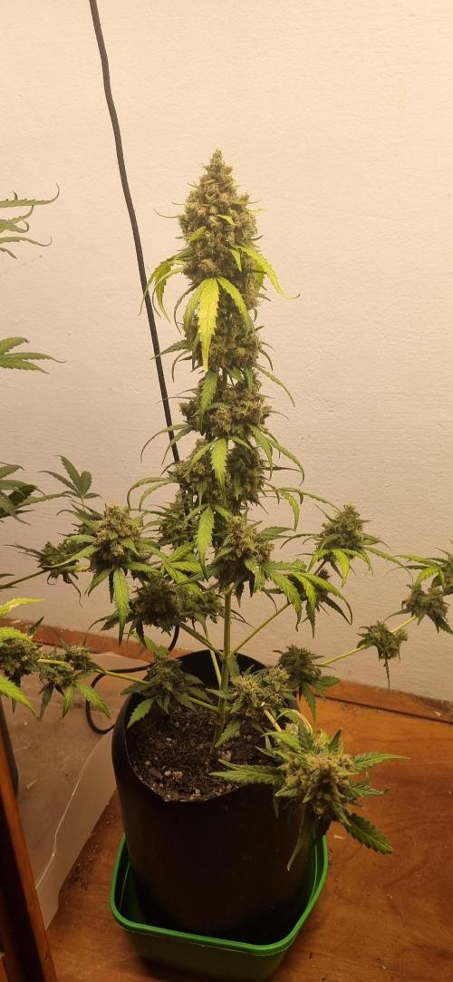 12h from seed AkAuto!. Week 11 - 02/10 - 71d