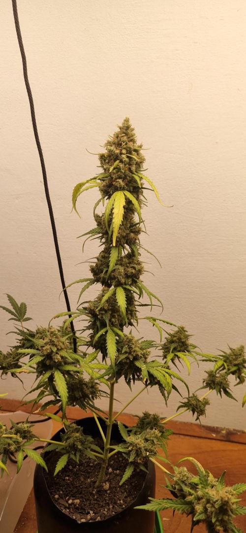 12h from seed AkAuto!. Week 11 - 03/10 - 72d