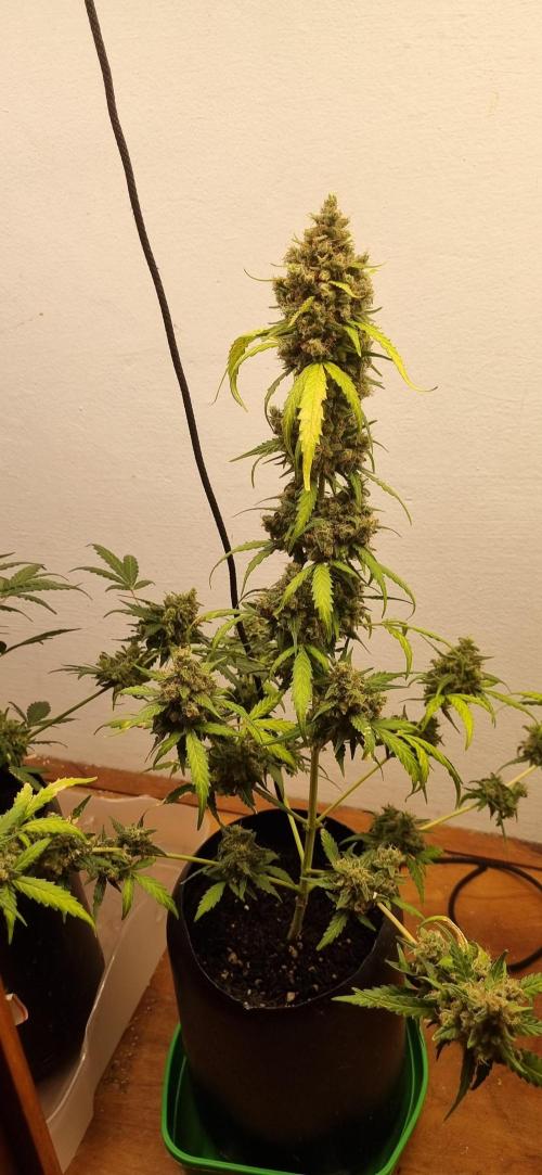 12h from seed AkAuto!. Week 11 - 04/10 - 73d