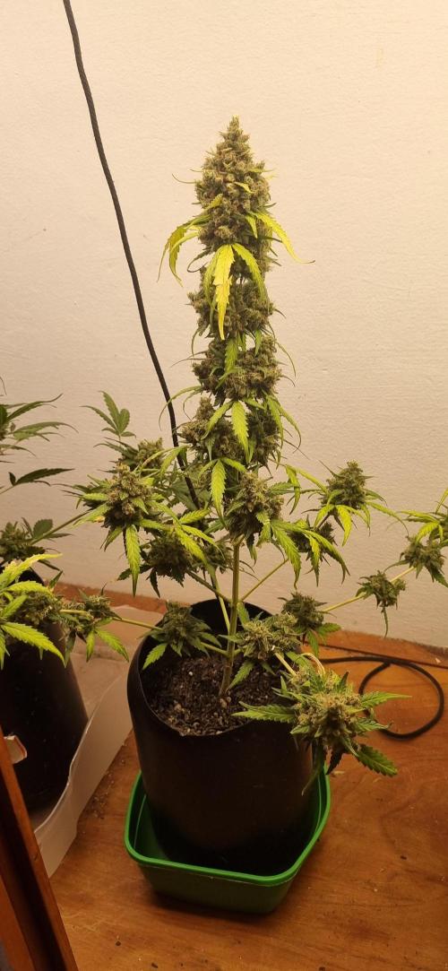 12h from seed AkAuto!. Week 11 - 05/10 - 74d