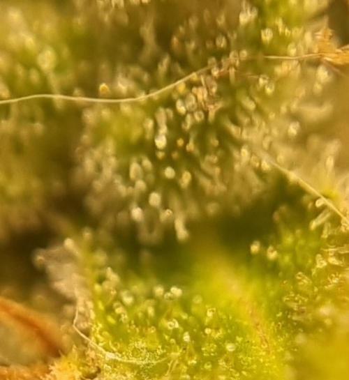 12h from seed AkAuto!. Week 11 - trichomes