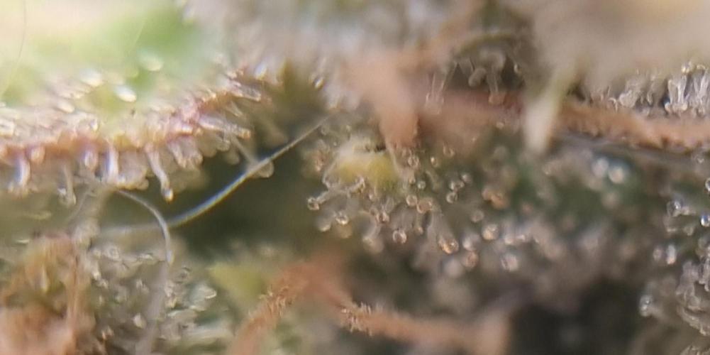 12h from seed AkAuto!. Week 11 - trichomes 2