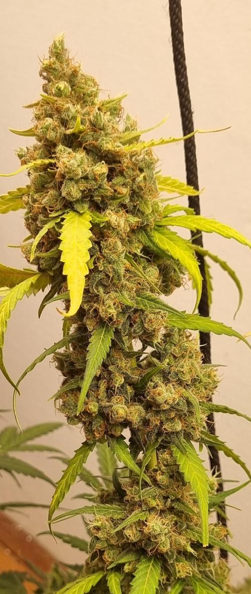 12h from seed AkAuto!. Week 11 - ak 2 remaining