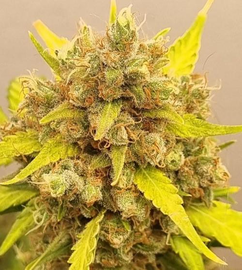 12h from seed AkAuto!. Week 11 - ak 2 top