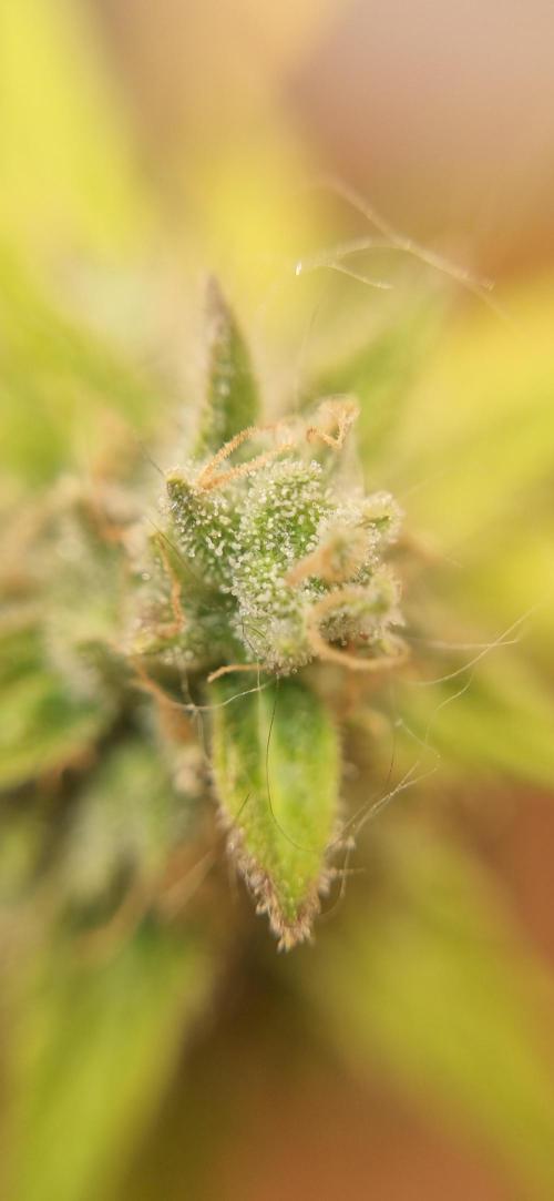 12h from seed AkAuto!. Week 10 - nice