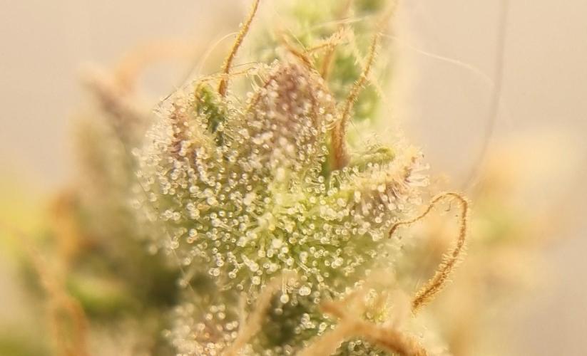 12h from seed AkAuto!. Week 10 - cool