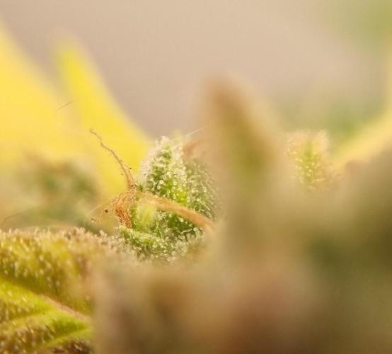 12h from seed AkAuto!. Week 10 - some tric