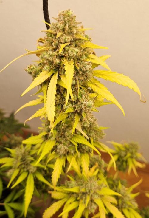 12h from seed AkAuto!. Week 10 - ak 1