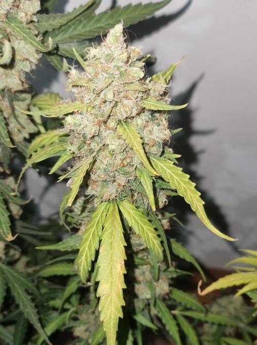 12h from seed AkAuto!. Week 10 - ak 2 no light