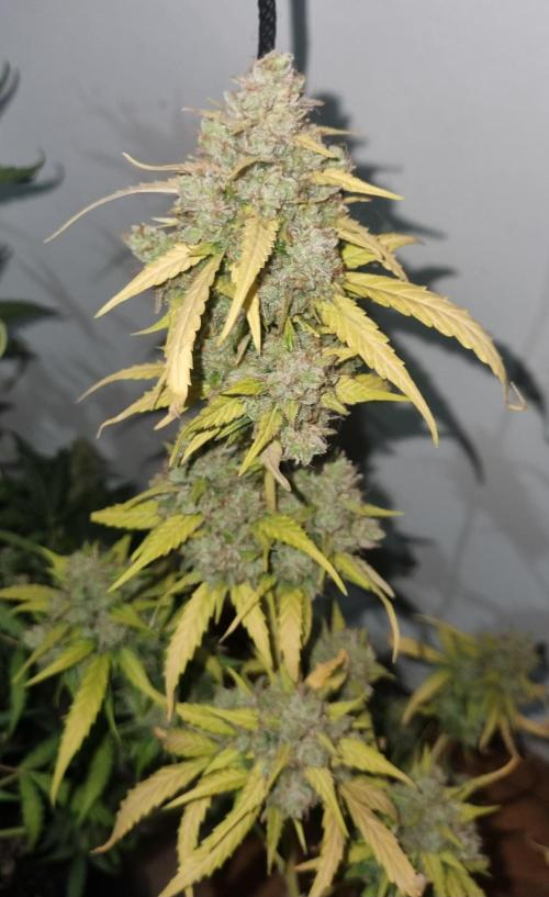 12h from seed AkAuto!. Week 10 - ak 1 top 1 no light