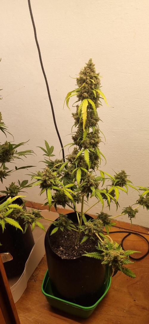 12h from seed AkAuto!. Week 11 - 06/11 - 75d