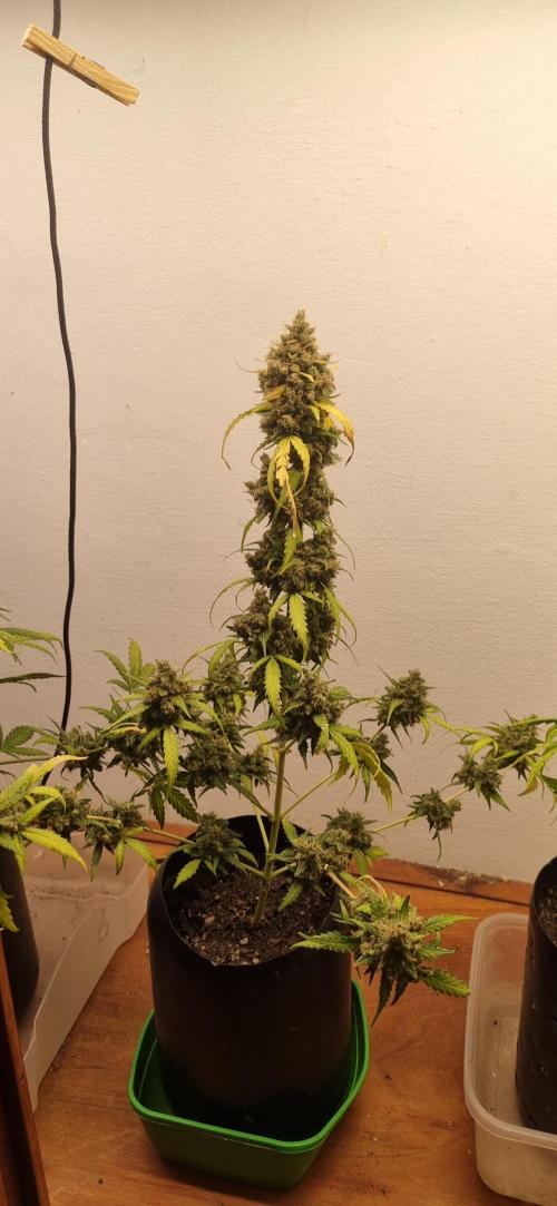 12h from seed AkAuto!. Week 12 - 09/11 - 78d