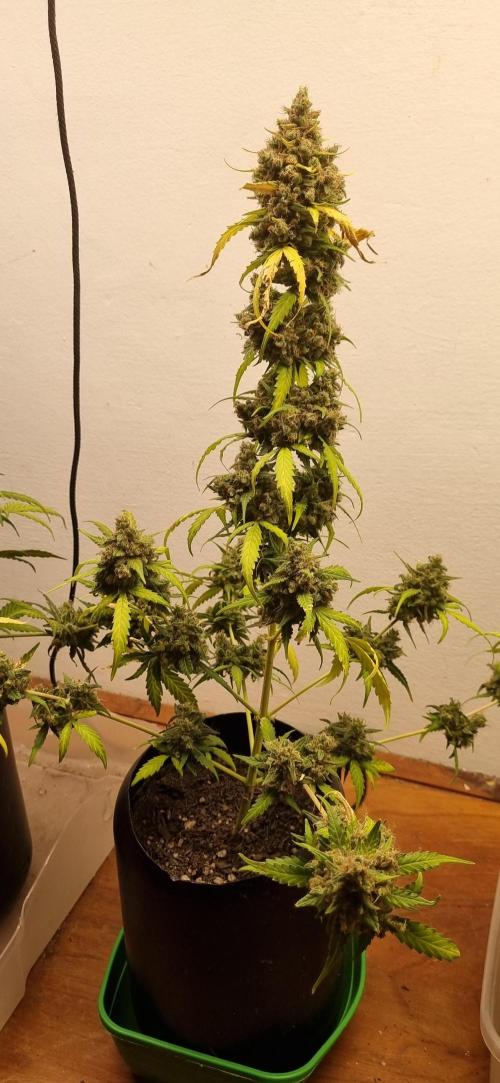 12h from seed AkAuto!. Week 12 - 10/11 - 79d