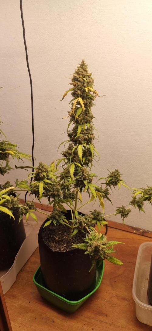 12h from seed AkAuto!. Week 12 - 11/11 - 80d