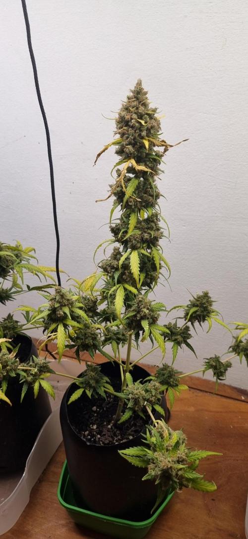 12h from seed AkAuto!. Week 12 - 12/11 - 81d