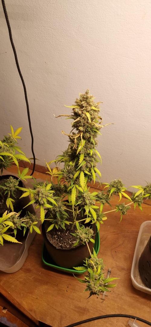 12h from seed AkAuto!. Week 12 - 14/11  - 83d