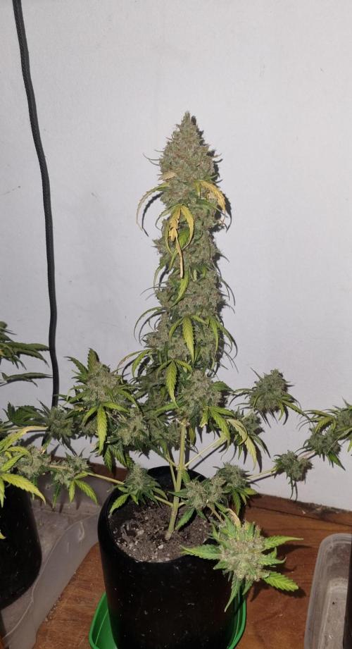 12h from seed AkAuto!. Week 12 - no light