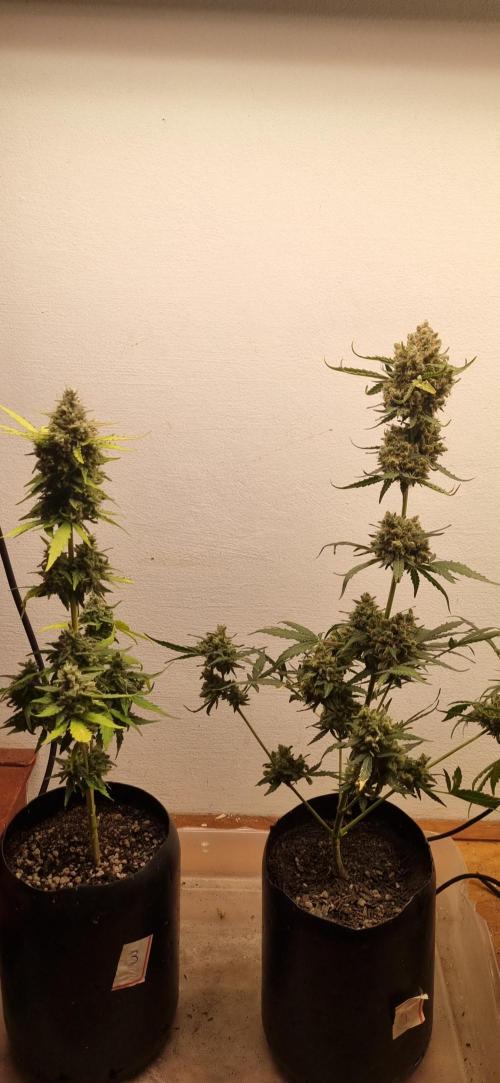 12h from seed AkAuto! 2. Week 11 - 03/11 - 71d