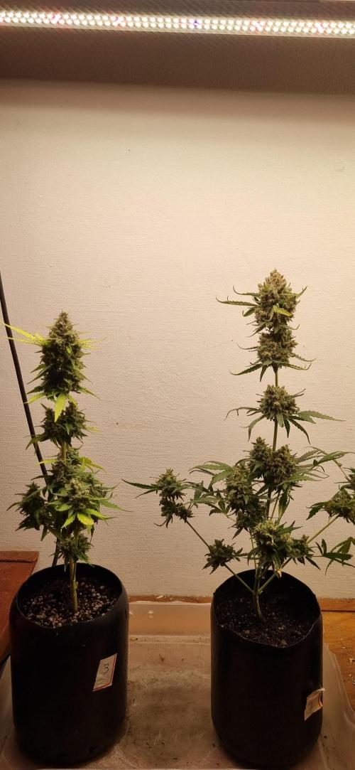 12h from seed AkAuto! 2. Week 11 - 04/11 - 72d