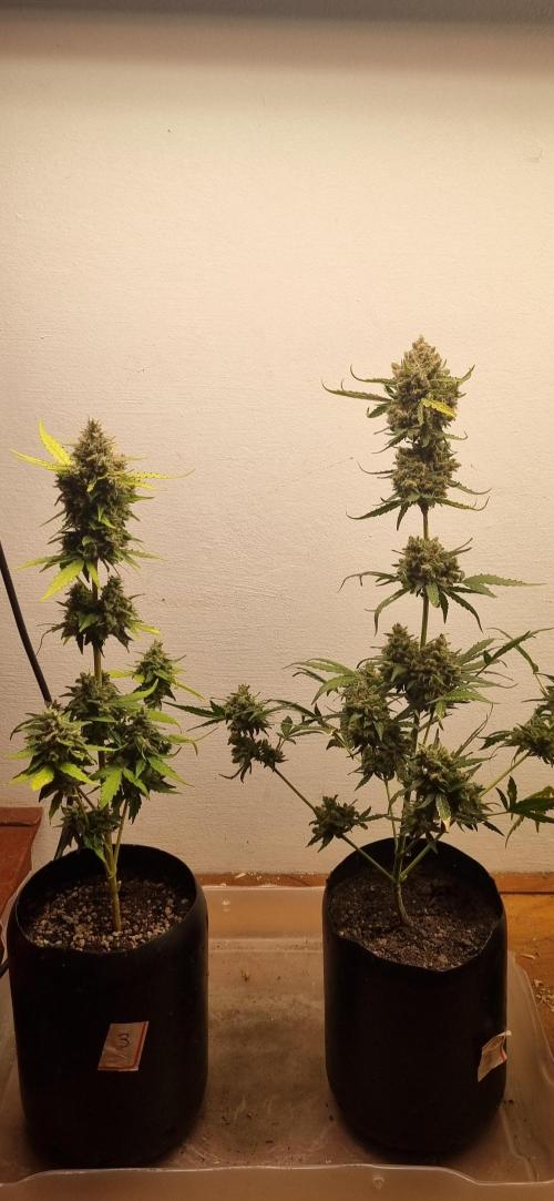 12h from seed AkAuto! 2. Week 11 - 05/11 - 73d