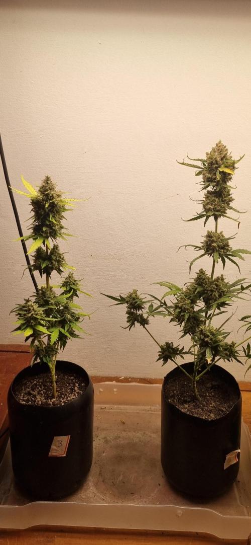 12h from seed AkAuto! 2. Week 11 - 06/11 - 74d