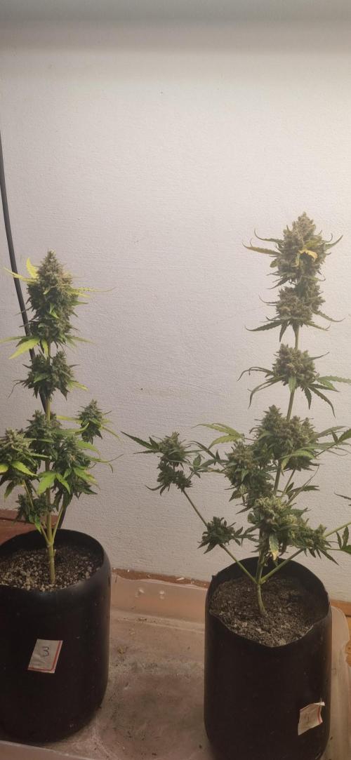 12h from seed AkAuto! 2. Week 11 - 07/11 - 75d