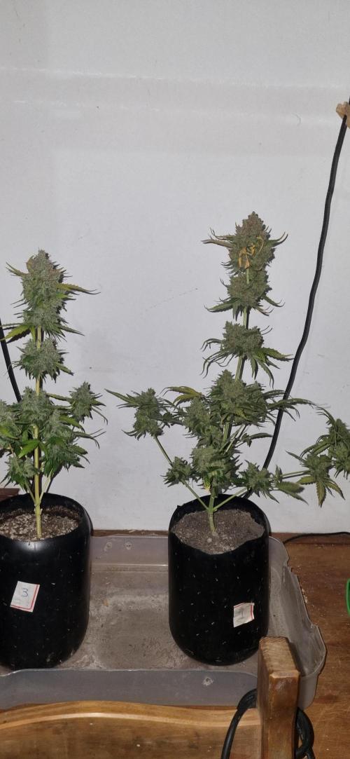 12h from seed AkAuto! 2. Week 11 - 08/11 - 76d