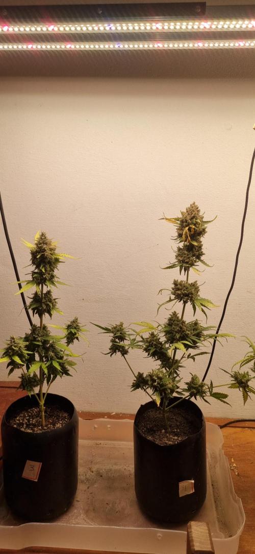 12h from seed AkAuto! 2. Week 11 - 09/11 - 77d