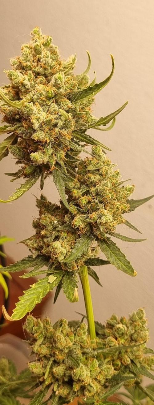 12h from seed AkAuto! 2. Week 11 - plant 4 top