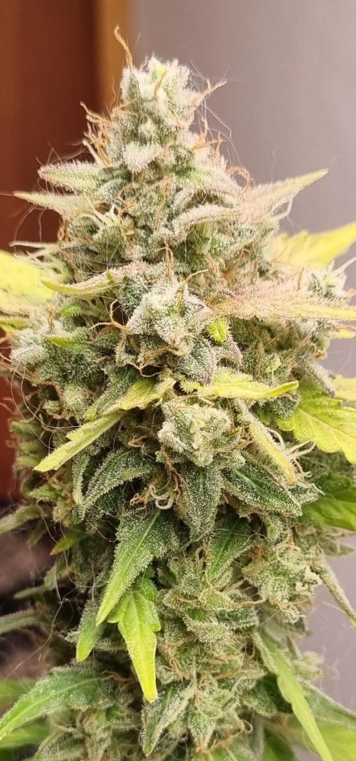 12h from seed AkAuto! 2. Week 11 - plant 3 top