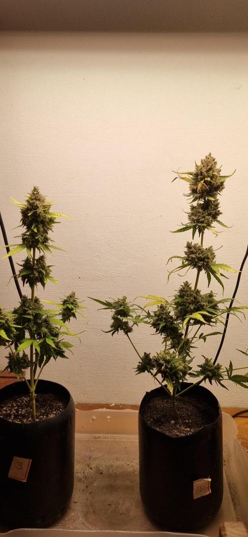 12h from seed AkAuto! 2. Week 12 - 10/11 - 78d 