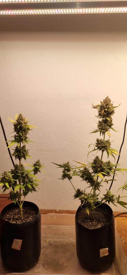 12h from seed AkAuto! 2. Week 12 - 11/11 - 79d