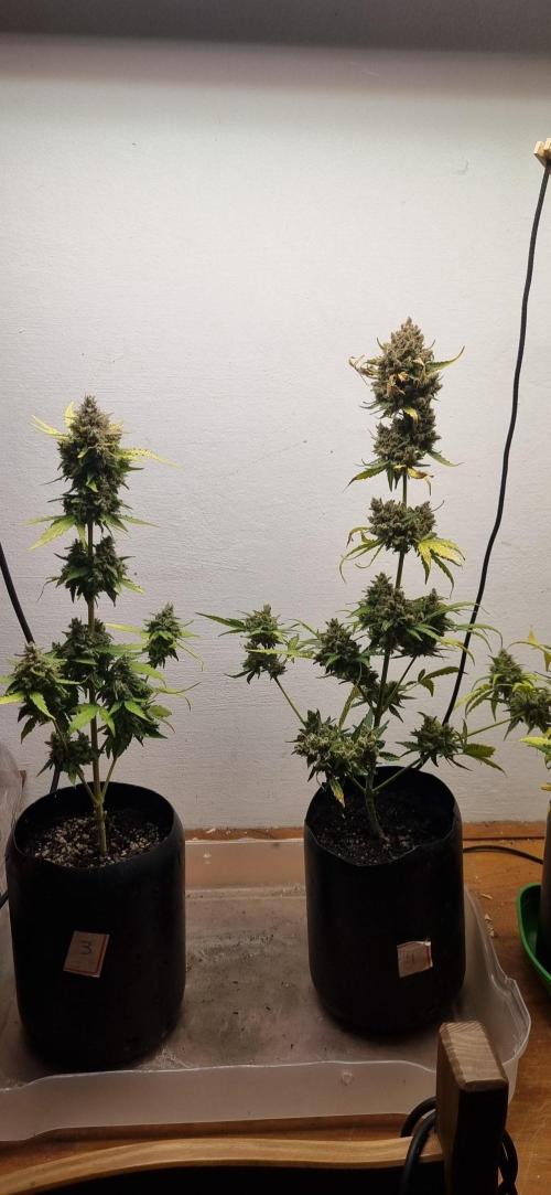 12h from seed AkAuto! 2. Week 12 - 12/11 - 80d