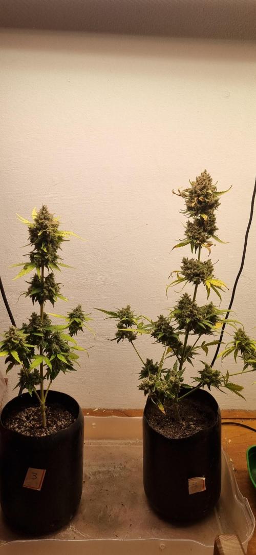 12h from seed AkAuto! 2. Week 12 - 13/11 - 81d