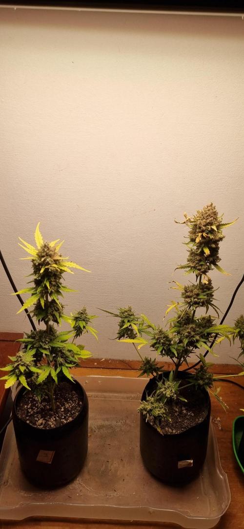 12h from seed AkAuto! 2. Week 12 - 14/11 - 82d