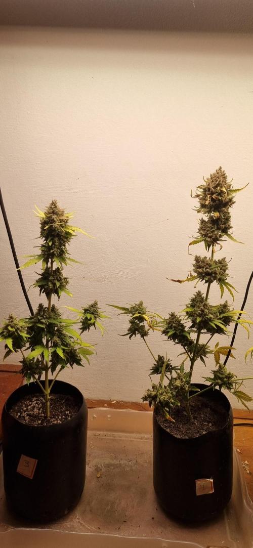 12h from seed AkAuto! 2. Week 13 - 17/11 - 85d