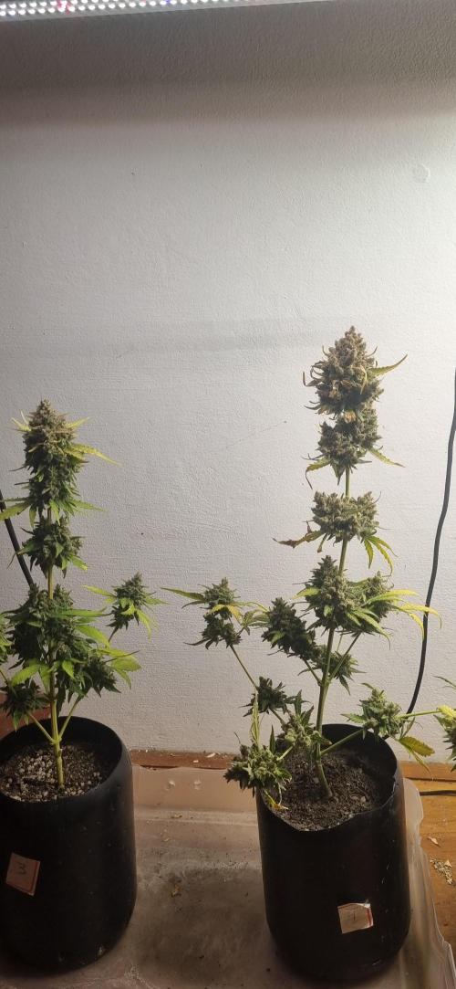 12h from seed AkAuto! 2. Week 13 - 18/11 - 86d