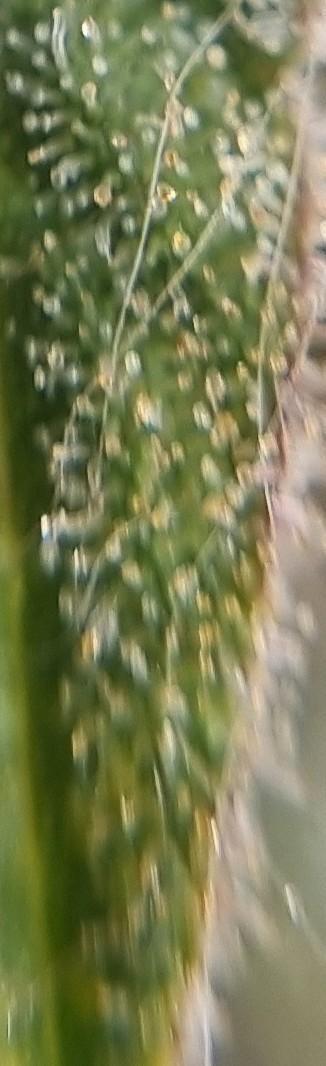 12h from seed AkAuto! 2. Week 13