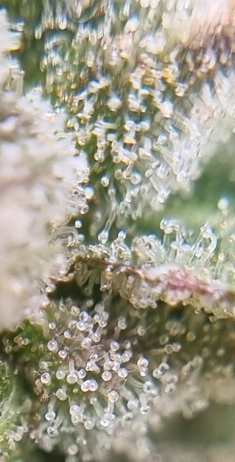 12h from seed AkAuto! 2. Week 13 - lower trich