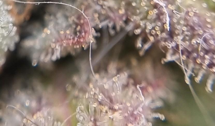 12h from seed AkAuto! 2. Week 13