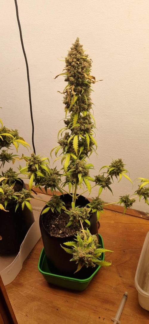 12h from seed AkAuto!. Week 13 - 17/11 - 86d