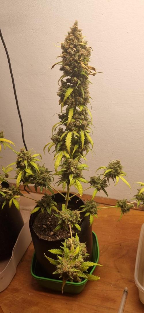 12h from seed AkAuto!. Week 13 - 18/11 - 87d