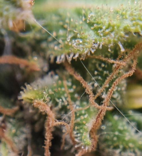 12h from seed AkAuto!. Week 13