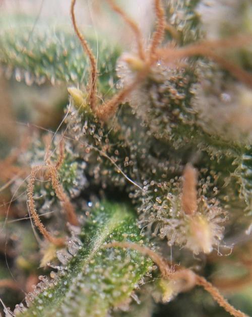 12h from seed AkAuto!. Week 13